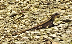 Sceloporus variabilis