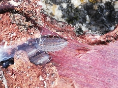 Proporcellio pusillus