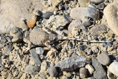 Phrynocephalus helioscopus