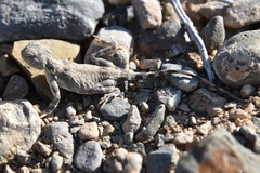 Phrynocephalus helioscopus