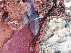 Proporcellio pusillus