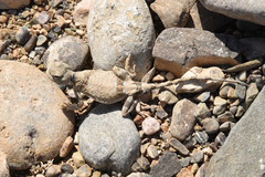 Phrynocephalus helioscopus