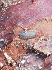 Proporcellio pusillus