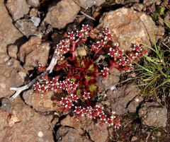 Crassula peploides