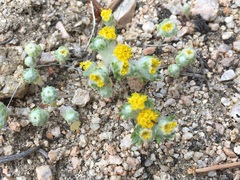 Eriophyllum pringlei