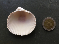 Dallocardia delicatula