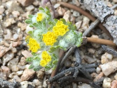 Eriophyllum pringlei