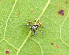 Phintella vittata