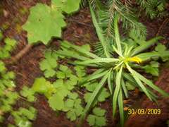 Pedicularis angustifolia