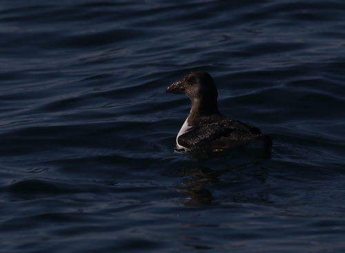Atlantic Puffin