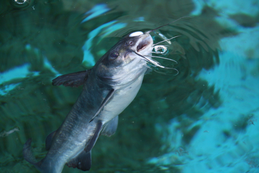 Pemecou Sea Catfish