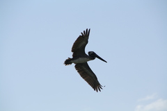 Pelecanus occidentalis