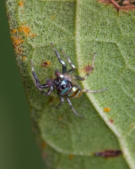 Phintella vittata
