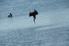 Pelecanus occidentalis