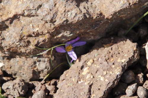 Eastern Capecrocus (Syringodea bifucata)