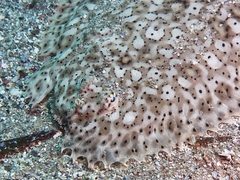 Pardachirus marmoratus