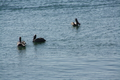 Pelecanus occidentalis