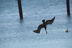 Pelecanus occidentalis
