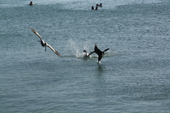 Pelecanus occidentalis