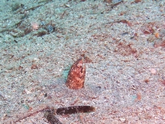 Callechelys marmorata