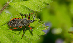 Rhynocoris annulatus