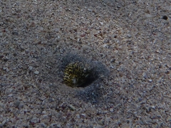 Callechelys marmorata