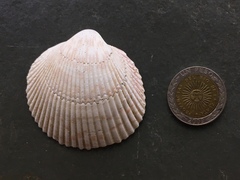 Dallocardia delicatula