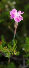 Dianthus basuticus