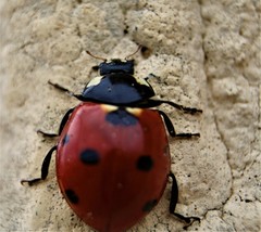 Coccinella septempunctata