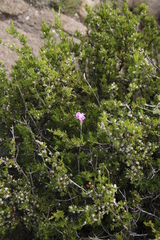 Dianthus basuticus