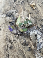 Viola edulis