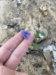 Viola edulis