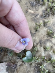 Viola edulis