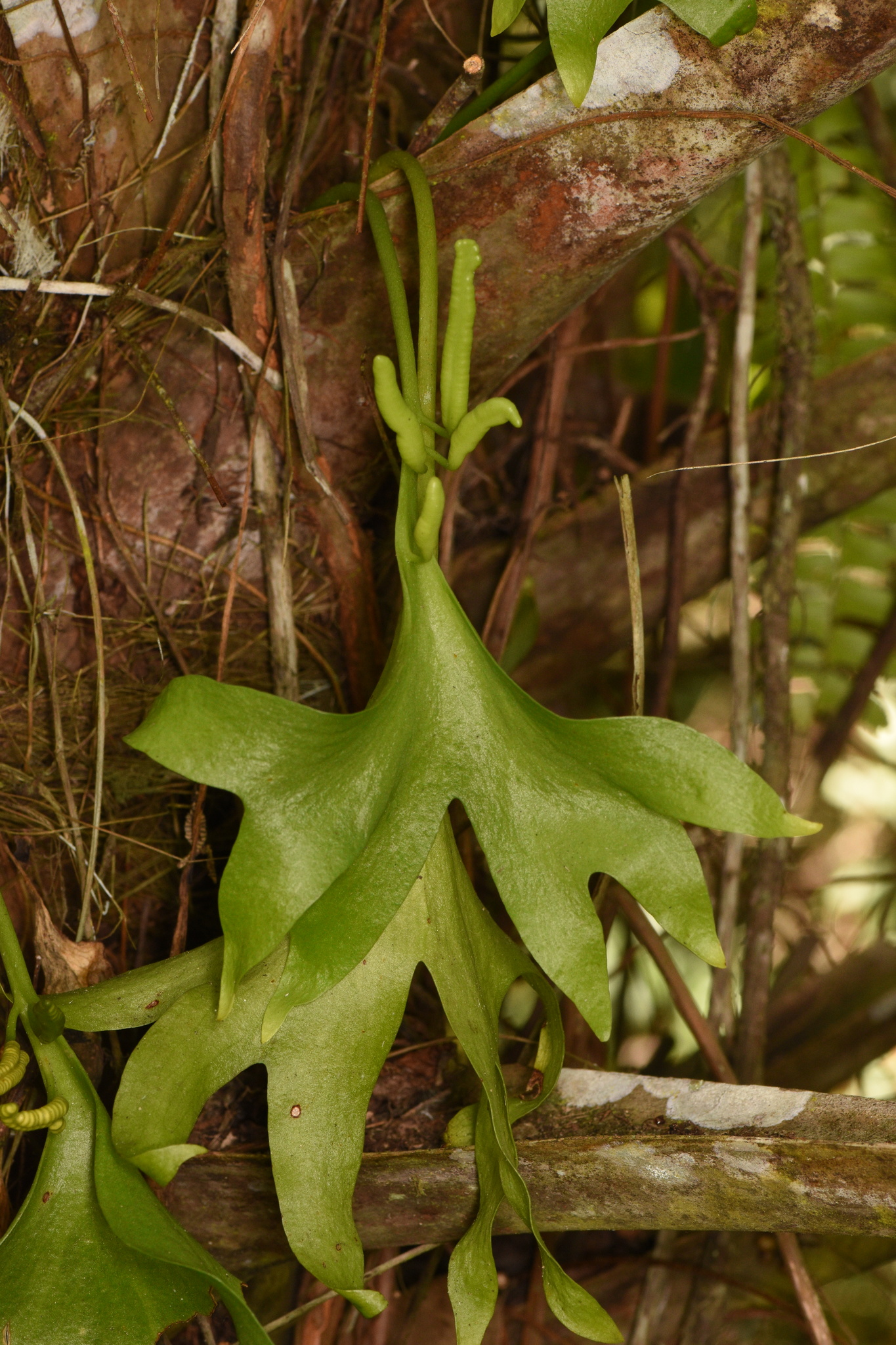 Cheiroglossa palmata