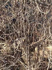 Marmota flaviventris