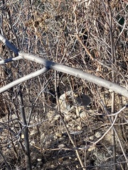 Marmota flaviventris