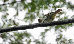 Myiodynastes maculatus