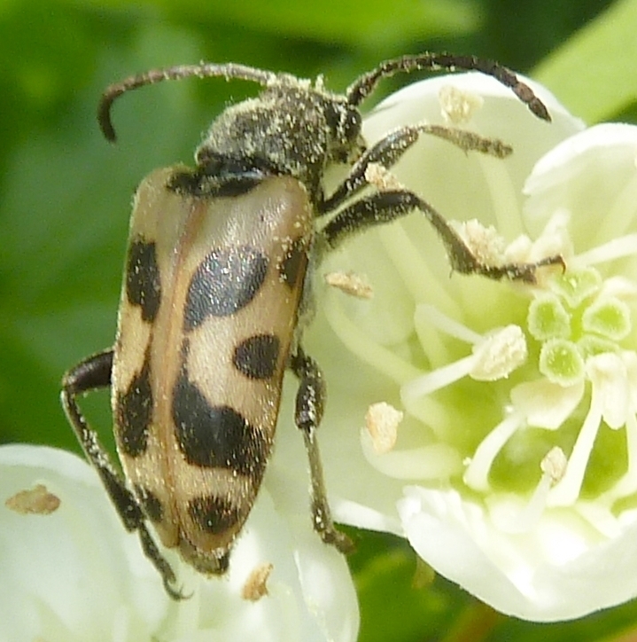 Brachyta amurensis