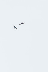 Streptoprocne rutila