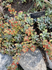 Echeveria pulvinata