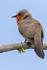 Coccycua pumila