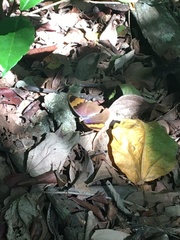 Euphaedra neophron littoralis