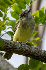 Myiopagis viridicata