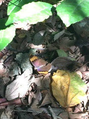 Euphaedra neophron littoralis