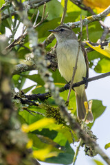 Nesotriccus incomtus