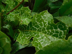 Silybum marianum