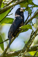 Sporophila crassirostris