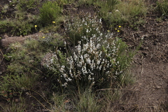 Selago densiflora