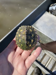 Graptemys flavimaculata