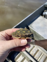 Graptemys flavimaculata